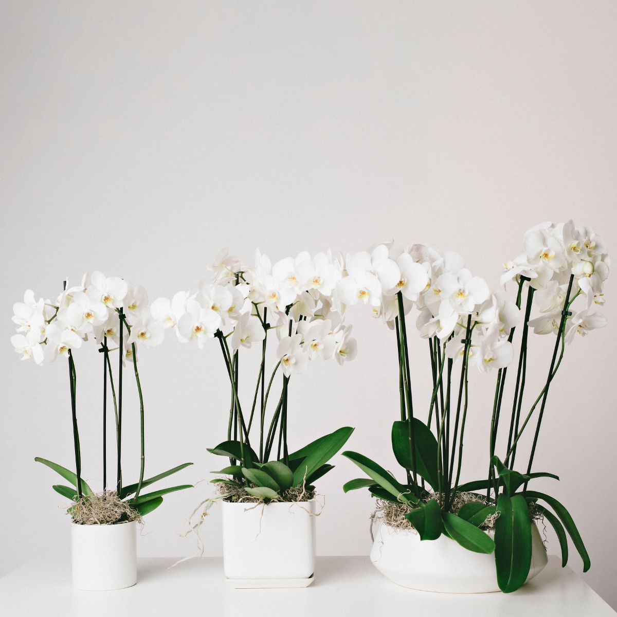 Potted Orchids