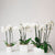 Potted Orchids
