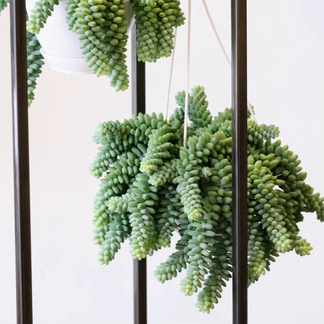 6" Burro's Tail