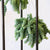 6" Burro's Tail